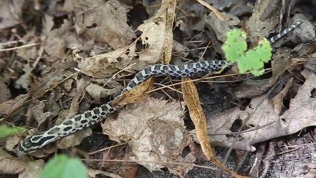 Threatened eastern hog-nosed snake babies released смотреть онлайн