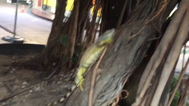 Игуана смотреть онлайн