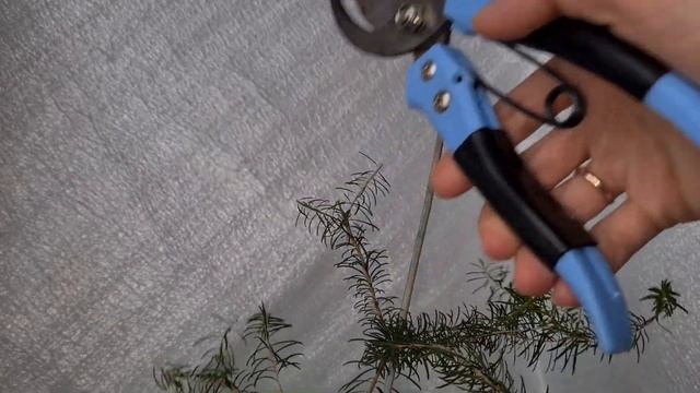 Мелалеука альтернифолия 8