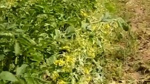 Картофель под соломой и в грядах. Мульчирование сидератами.