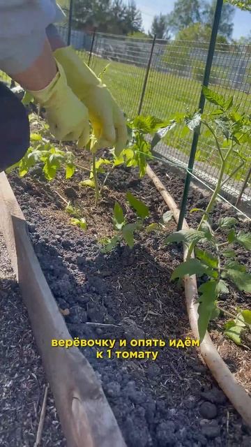 СПОСОБ ПОДВЗЯКИ ТОМАТОВ! #помидоры #дача #подвязка смотреть онлайн