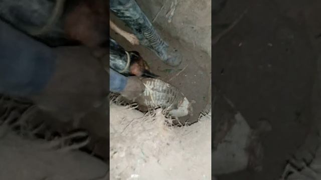 tattoo hunting in trinidad смотреть онлайн