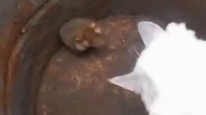 Кот испугался хомяка ржач!!!