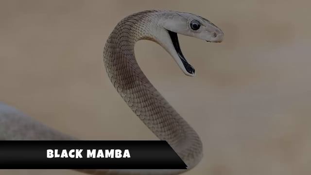 Top 10 Most Dangerous Animals in the World смотреть онлайн