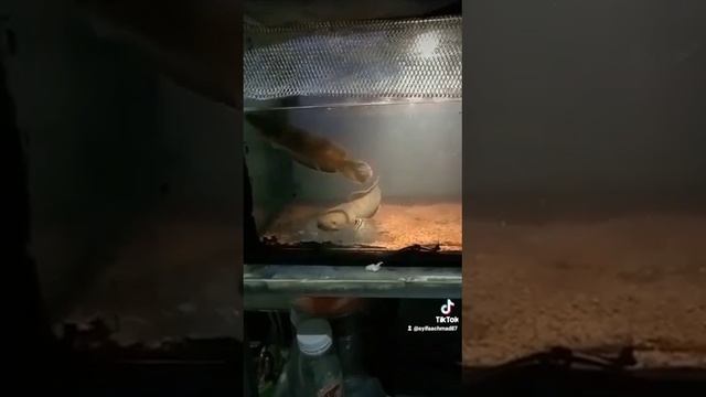 sejoli limbata #canna #pulcra #striata#limbata #viral #shorts смотреть онлайн