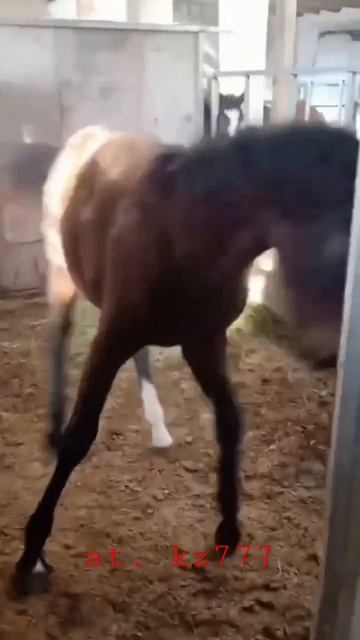 бәйге тай 🏇 #at #horse #лошади #kz #kg #қазақстан #uz #ат #аттар #china #usa #жылқы #рек #аламан смотреть онлайн