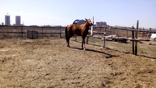 Сильный хороший мальчик смотреть онлайн