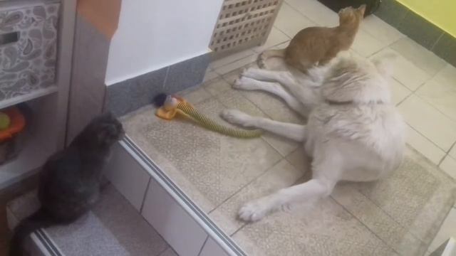 Лаки Рысь Пантера смотреть онлайн