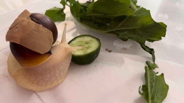 Правильно содержать утром улитку ахатина или обычно❤️❤️❤️🐌🐌💕￼ смотреть онлайн