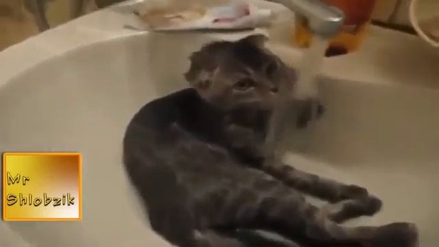 Умора! Смешные коты 2015 новая подборка приколов про котэ! Funny cats! New! смотреть онлайн