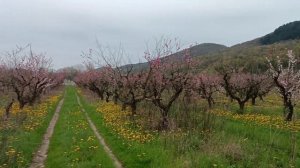 Красивый цветущий персиковый сад рядом с Геленджиком