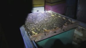 малоформатный улей на ячейку 4,9 мм - 8 марта, облет пчел, хорошая зимовка пчел в малоформатнике