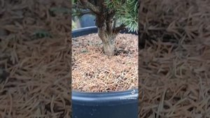 Сосна Банкса, сорт Банська Ставниця