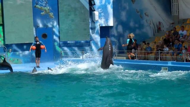 Дельфинарий Одесса - 10 смотреть онлайн