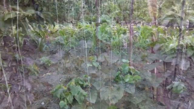 шпалера для огурцов/ trellis for cucumbers смотреть онлайн