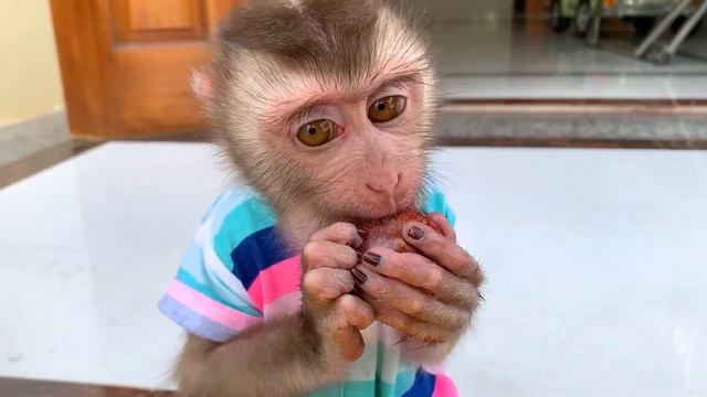 Monkey Puka enjoys delicious plums in early summer