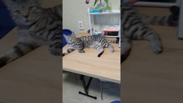 Кеша поздравляет всех с наступающим 8 марта!!! смотреть онлайн