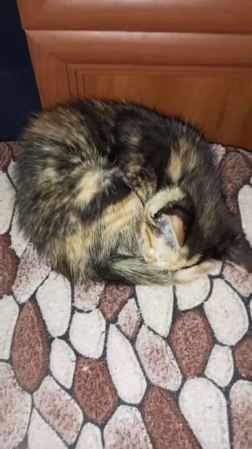 Очередной наш спасеныш 🧸 смотреть онлайн