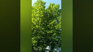 Качевка на липу.