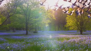 футаж для заголовка Весна