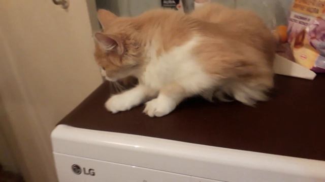 Кошачий релакс))Кошки антистресс#подпишись