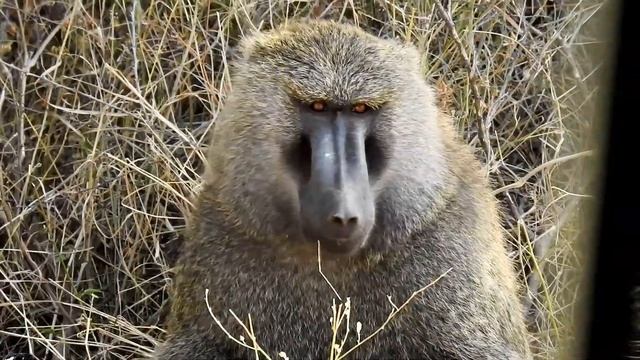 Olive Baboon 5830 1 смотреть онлайн