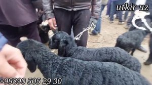 19 март КУЙ КУЗИЛАР НАРХИ САМАРКАНД ПАСТДАРГОМ ЖУМА БОЗОРИДА