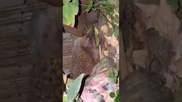 Egeltje in mijn tuin, Zomer 2017 смотреть онлайн