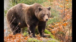 Рассказ Медведь Борис Житков Аудиокнига Рассказы о животных для детей Задавали в школе Слушать