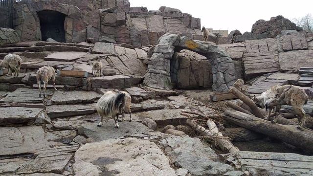 Винторогие козлы смотреть онлайн