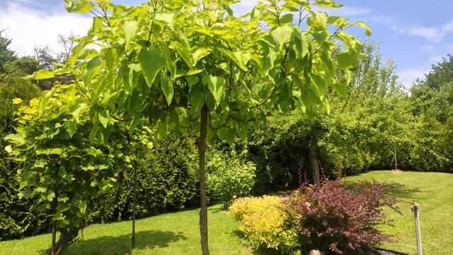 #185 Jak rośnie katalpa, zwana również surmią? смотреть онлайн