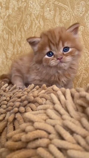 #котенок #рыжийкот #кошечка #рыжий #рыжаявредина #конопатый #солнышко_рыжее #лев #123 #boy