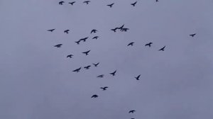Голуби нколаевские г Мариуполя белохвостые