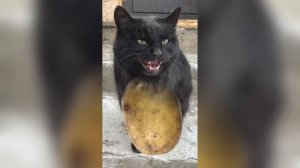 Мышка-сосиска, собачка-жвачка, кошка-картошка, куку я…