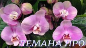 №1042/ Обзор ОРХИДЕЙ к 8 МАРТА в ЛЕМАНА ПРО