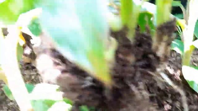 Simple Way To Separate Banana/Plantain Suckers During Tissue Culture смотреть онлайн