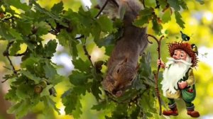 Лесовичок-Бородовичок