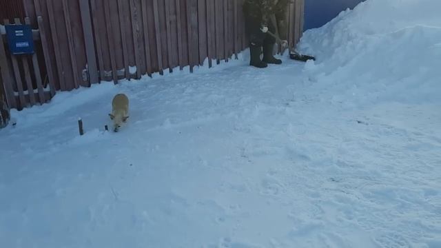 РАБОТА БУКВАЛЬНО ПАДАЕТ С НЕБА.МЫ СПРАВЛЯЕМСЯ. А ВОКРУГ КРАСОТА.