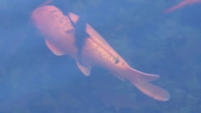 Цапля, пруд и большая рыба смотреть онлайн