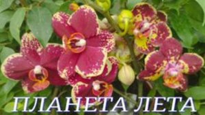 №1041/ КРАСИВЫЕ, свежие ОРХИДЕИ в ПЛАНЕТА ЛЕТА