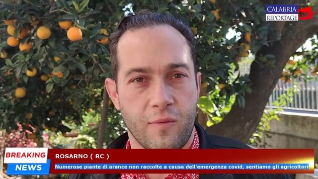 Rosarno: numerose piante di arance non raccolte causa emergenza covid sentiamo gli agricoltori.