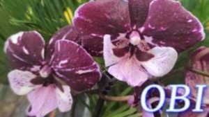 №1043/ ОБЗОР орхидей в OBI