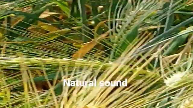 nature sounds of world смотреть онлайн