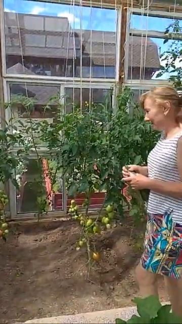 #SHORTS Трёхметровые помидоры и огурцы в нашей теплице.