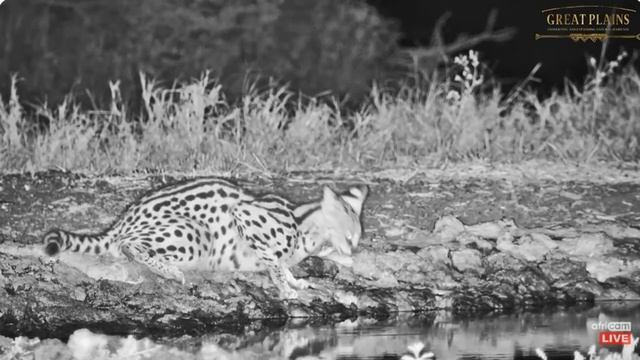 Serval and BBJ at Ol Donyo. africamLIVE 20 March 2024 смотреть онлайн