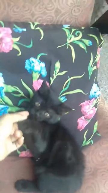 Котёнок Чибис😍 смотреть онлайн