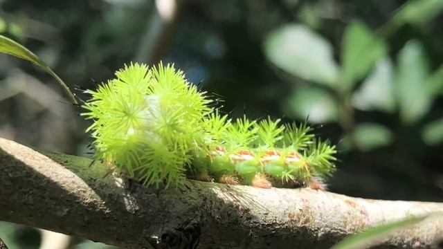 Io Moth Caterpillar 11Oct2018 смотреть онлайн