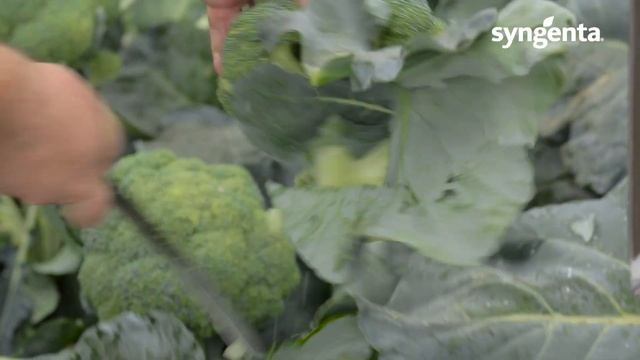 Броколі Бесті. Переваги вирощування