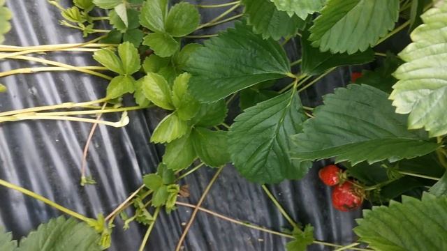 Элли. Отличник по всем показателям😃 смотреть онлайн