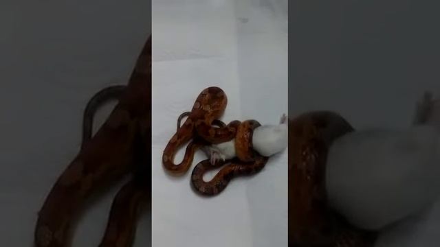 Змей настроен решительно